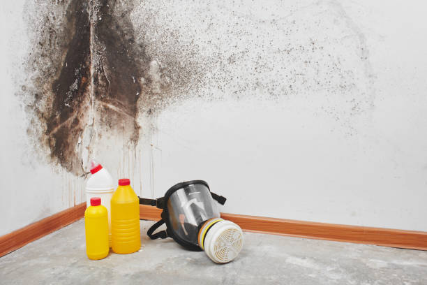 Home Mold Removal in Spencer, WV