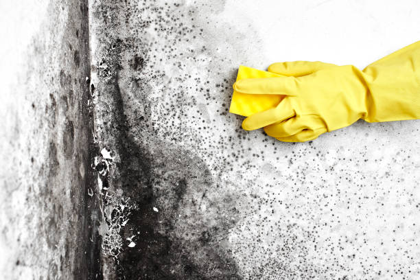 Office Mold Removal Services in Spencer, WV