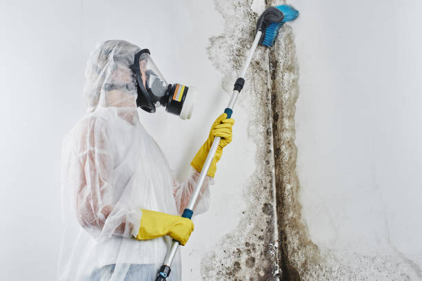 Best Mold Testing  in Spencer, WV