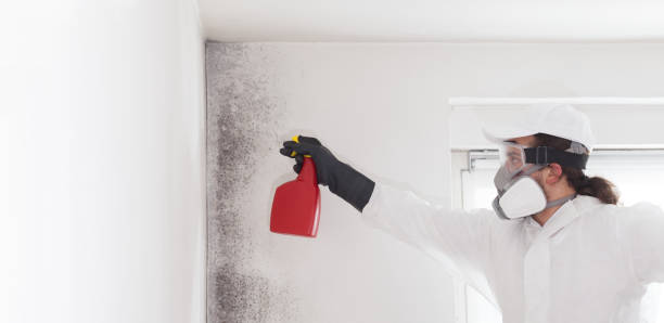 Best Home Mold Removal  in Spencer, WV