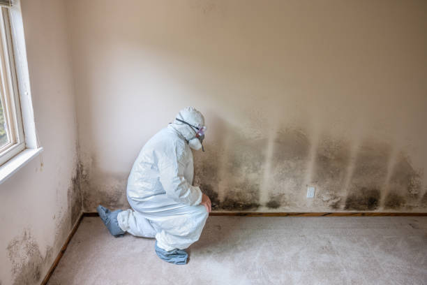 Best Attic Mold Removal  in Spencer, WV