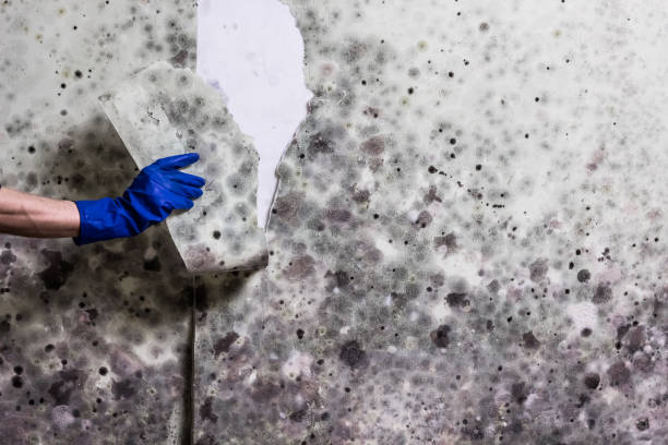  Spencer, WV Mold Removal Pros